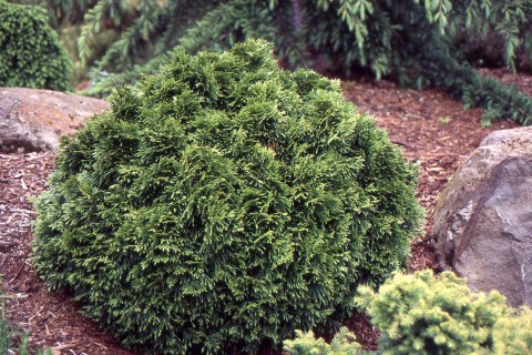 Thuja-plicata-Eschrichs-Grune-Kugel-01