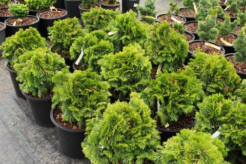 Thuja-plicata-Eschrichs-Grune-Kugel-04