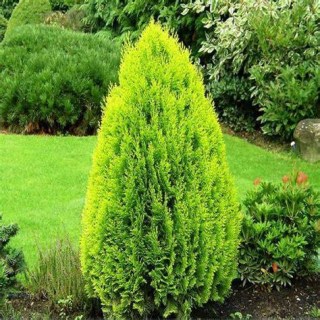 Туя восточная Ауреа Нана (Thuja occidentalis Aurea Nana)