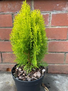Thuja_occidentalis_Aurea_Nana_02