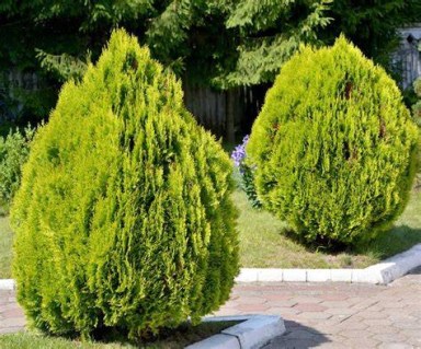 Thuja_occidentalis_Aurea_Nana_04