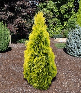 Thuja_occidentalis_Jantar_04