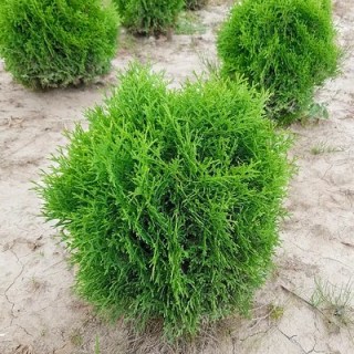 Thuja_occidentalis_Kobold_01