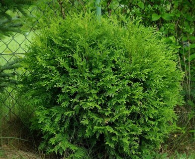 Thuja_occidentalis_Little_Champion_01