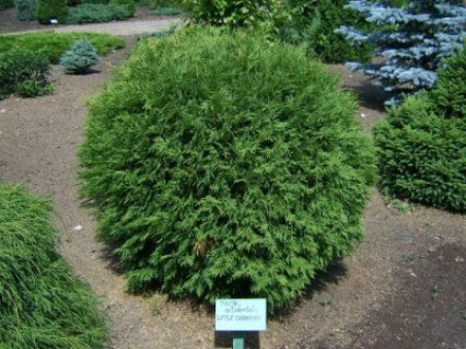 Thuja_occidentalis_Little_Champion_02