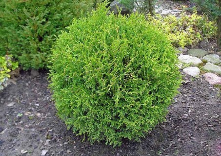 Thuja_occidentalis_Little_Champion_03