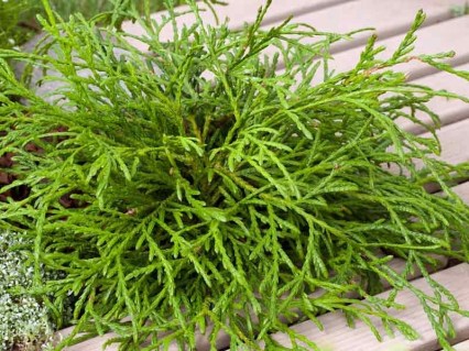 Thuja_plicata_Kagers_Beauty_01