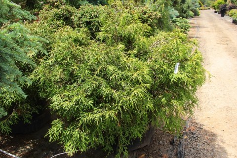 Thuja_plicata_Kagers_Beauty_02