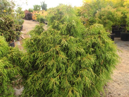 Туя складчатая Кагерс Бьюти (Thuja plicata Kagers Beauty)