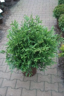 Thujopsis-dolabrata-01