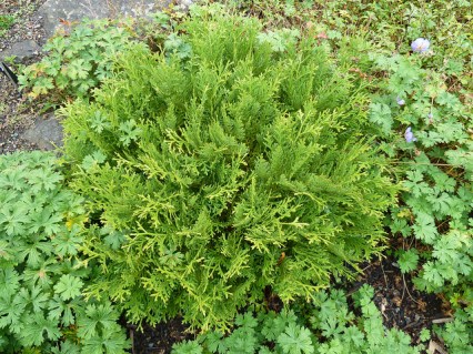 Thujopsis-dolabrata-04