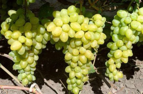 Vinograd-Slava-Ukraine-02