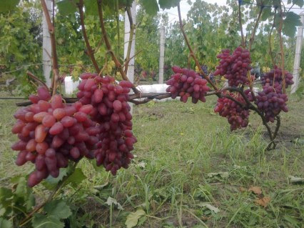 Vinograd-Zhar-ptitsa-02