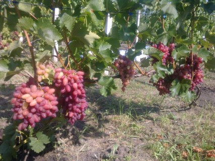 Виноград Жар птиця