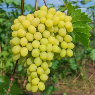 Виноград Алекс (кишмиш, без косточек)