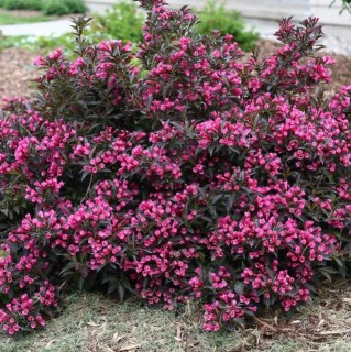Weigela-florida-_Nana-Purpurea_-St_1