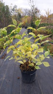 Реальны фото Лоймансей Ауреа 80см, контейнер 3л.