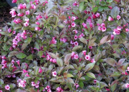 Weigela_florida_Tango_01