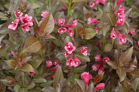Weigela_florida_Tango_02