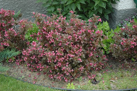 Weigela_florida_Tango_03