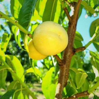 White-nectarine-01