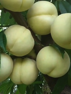 Белый Нектарин (White nectarine) [2-летний с открытой корневой системой]