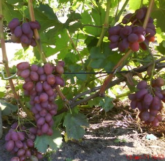 Yubiley-Khersonskogo-Dachnika-01