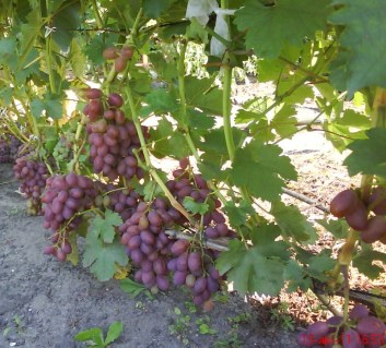 Yubiley-Khersonskogo-Dachnika-02