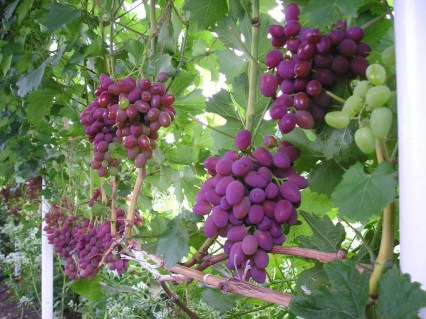 Yubiley-Khersonskogo-Dachnika-05