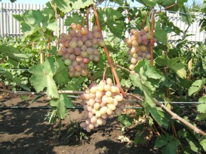 Yubiley-Khersonskogo-Dachnika-08