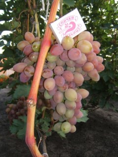 Yubiley-Khersonskogo-Dachnika-09