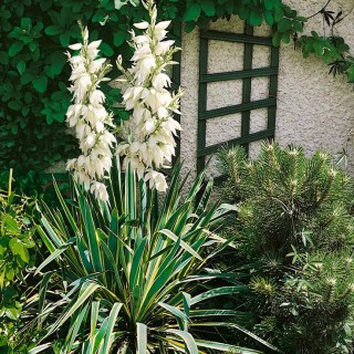 Юкка нитчата Брайт Едж (Yucca filamentosa Bright Edge) [2-річна з відкритим коренем]