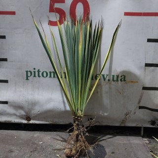Yucca-filamentosa-Bright-Edge-01