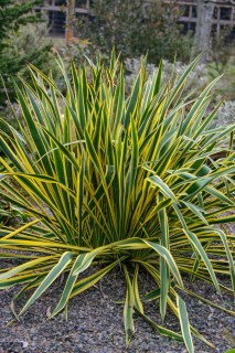 Yucca-filamentosa-Bright-Edge-02
