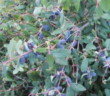 ZHimolost-Doch-Velikana-3