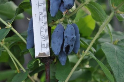 ZHimolost-Doch-Velikana-5