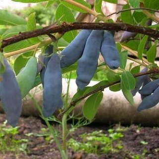 ZHimolost-Leningradskiy-velikan