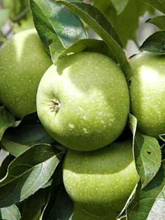 a1b9824ae8db94168d18730c4c53654b