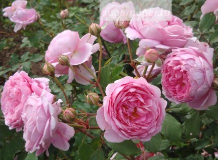 a1cbde0d8b9be64d3abbce9a8d1c