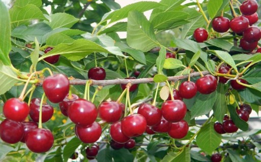 a2cad1d03471c02effb76fcf9e68ab4a