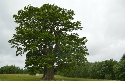 саженцы дуба