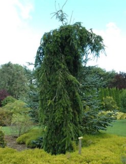 abies-alba-pendula
