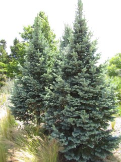 abies-lasiocarpa-arizonica-1