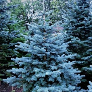 Пихта аризонская голубая (Abies lasiocarpa var arizonica) 