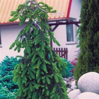 abies-nordmanniana-pendula-02