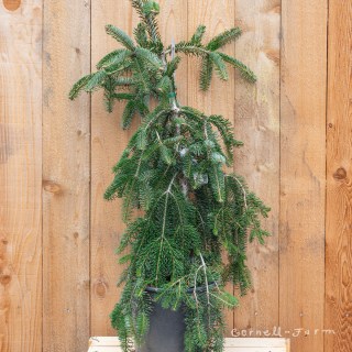 Ялиця Нордмана Pendula (Abies Nordmanniana Pendula)