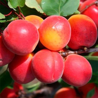 Абрикос Биг Ред (Prunus armeniaca Big Red) [2-летний с открытой корневой системой]