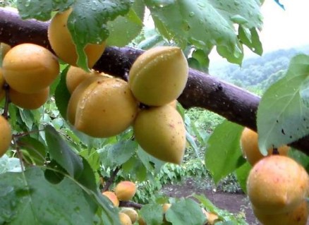 abrikos-manitoba-604