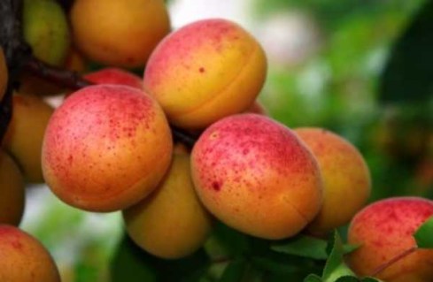 abrikos-obolonskij-opisanie-sorta_0