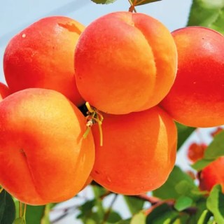 Абрикос Оранж Ред (Orange Red) [1-летний с открытой корневой системой]